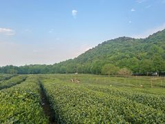 -中国茶叶博物馆(双峰馆区)
