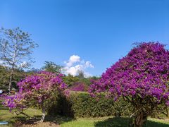 -中国科学院西双版纳热带植物园