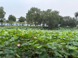 点击看大图 -玄武湖景区-情侣园游乐场