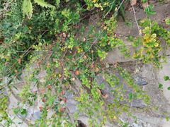 -北京西山国家森林公园