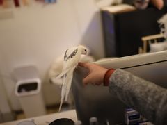 -momokira米努特·德文卷毛猫·棉花面纱犬