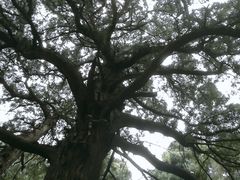 -七曲山风景区