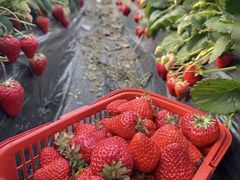 -田趣农庄草莓采摘园