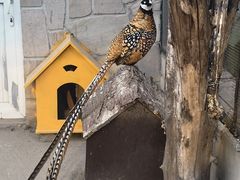 -北京市海淀外国语实验学校