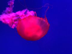 -芜湖新华联大白鲸海洋公园