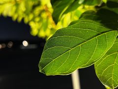-深圳人才公园