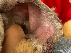 -萌萌喵宠物(百水芊城阅水坊店)