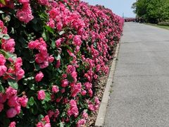 -上海滨江森林公园