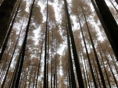 -山王坪喀斯特国家生态公园