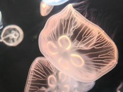 -大连老虎滩海洋公园