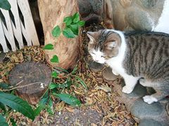 -喵屿·大理花园猫咖