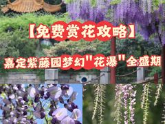 -嘉定紫藤园