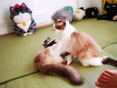 -猫在这儿猫咪咖啡馆·撸猫馆