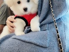 -芭比堂动物医院·24小时·眼科中心(深圳中心)