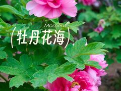 -洛阳市隋唐城遗址植物园