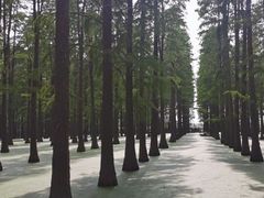 -渌洋湖湿地公园
