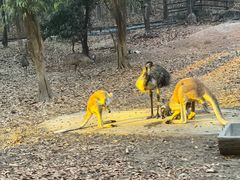 -清迈夜间动物园