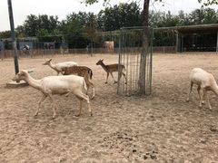 -北京麋鹿生态实验中心