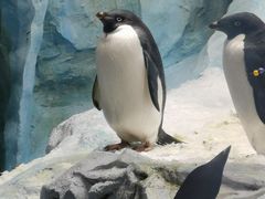 -帝企鹅自助餐厅•儿童岛•真企鹅(长隆企鹅酒店)