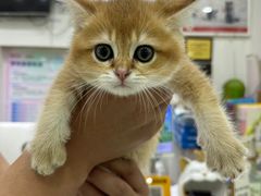 -唐小姐の猫狗洗护·购宠旗舰店(周浦万达店)