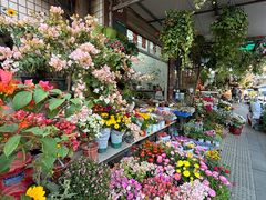 -溪岸路花鸟市场