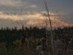 -艾溪湖湿地公园