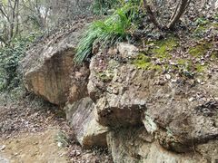 -上海佘山国家森林公园天马山园