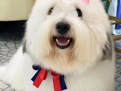 -momokira米努特·德文卷毛猫·棉花面纱犬