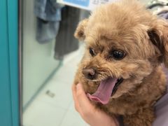 -达爱动物医院·犬猫分区·CT·复杂眼科(远洋山水分院)