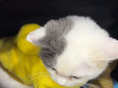 -瑞鹏宠物医院·超声·骨科·奇麟分院(蜀都万达店)