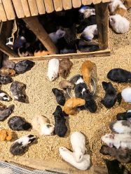 -酷嗒动物文化乐园(cutezoo西溪乐天城店)