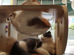 -飞行喵MR PILOT|猫舍·猫咖(静安大融城店)