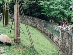 -都江堰中华大熊猫苑