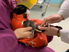 -瑞派福兴宠物医院犬猫全科·骨科·中西医结合(河东店)