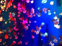 -成都浩海立方海洋公园