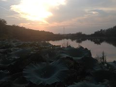 -大塘金香草谷