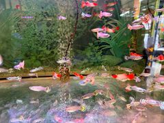 -溪岸路花鸟市场