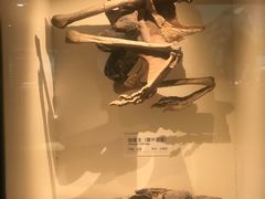 -重庆自然博物馆(新馆)