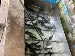 鲟鱼-姥家大锅台水库渔家