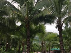 -100蛋泥浆浴