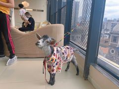 -怪兽屋·羊驼·猫咖·狗咖(俊华广场店)