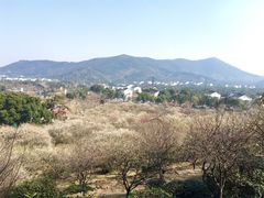 -香雪海