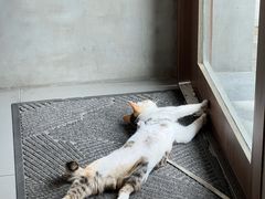 -Again Coffee Roaster(香蜜湖店)