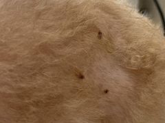 -北京观赏动物医院·24小时大型综合·猫专科·异宠专科