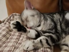-猫友咖啡店(玉林西路店)
