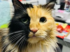 -BABIT巴比特宠物(MOMOPARK店)