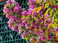 -海棠花溪(元大都城垣遗址公园)