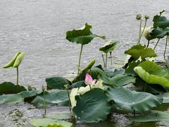 -深圳龙潭公园