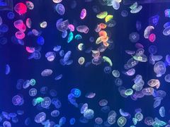 -海合安成都极地海洋公园