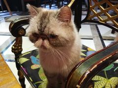 -猫色咖啡·猫咖